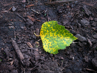 yellow-green birch leaf on the ground
