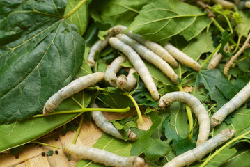 Close-up of silkworms eating green leafs.