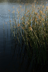 grass in water