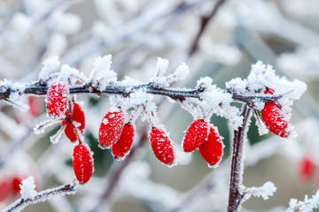 Berberis branch under heavy snow and ice.