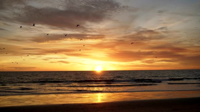 Los Angeles, LA, California - Sunset with seagulls - LA beach sunset