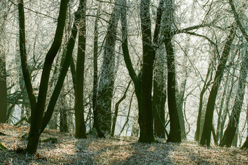 Frosted trees in city park on sunny morning.