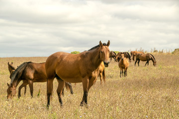 The Horses in the farm.