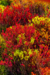 field of red flowers