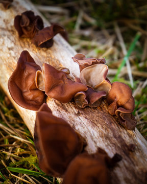 Jelly Ear Fungi (Auricularia auricula-judae)