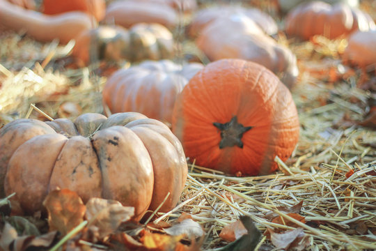Vintage pumpkins of different  shape lie on the hay. Autumn harvest