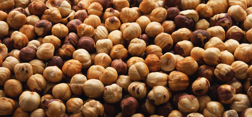 Peeled roasted hazelnut panorama.	