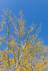 Baumkrone von Birken mit leuchtend gelbe Blättern vor strahlend blauem Himmel im Herbst, Crown of birches with bright yellow leaves against a bright blue sky in autumn