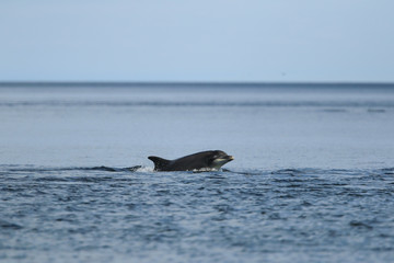 Naklejka premium Common bottlenose dolphin (Tursiops truncatus), or Atlantic bottlenose dolphin, with calf foraging for salmon at high tide, Cromarty point, Scottish Highlands, United Kingdom