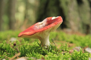 grzyb © studioeurekatk