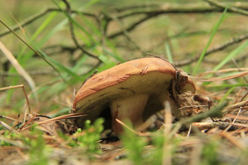 grzyb © studioeurekatk