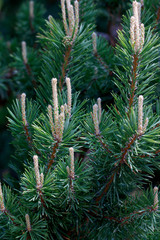 Bergkiefer (Pinus mugo)