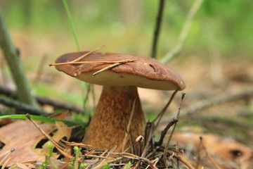 grzyb © studioeurekatk