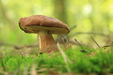 grzyb © studioeurekatk