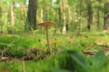 grzyb © studioeurekatk