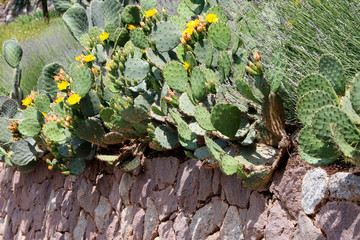 Opuntien (Opuntia)  mit gelben Blüten