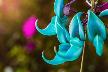 Jade vine, colorful of flower in the garden.