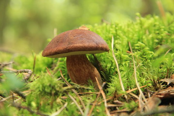 grzyb © studioeurekatk