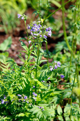 Purpur-Jakobsleiter (Polemonium yezoense) mit Blüten
