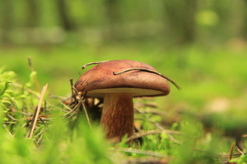 grzyb © studioeurekatk