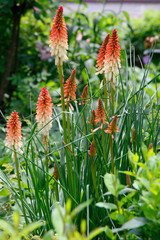 Fackellilie (Kniphofia) Pflanze mit Blüten © Aggi Schmid