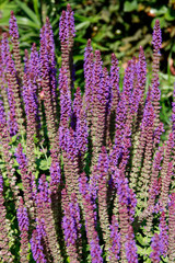 Blüten-Salbei (Salvia nemorosa)