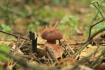 grzyb © studioeurekatk