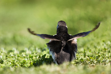 Atlantic puffin (Fratercula arctica) at breeding burrow displaying or foraging, breeding season, Isle of Lunga, Scotland, United Kingdom