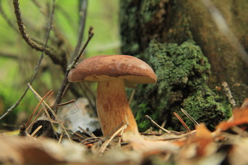 grzyb © studioeurekatk