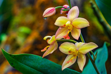 Spathoglottis plicata Blume, beautiful wildorchid in rainseason.