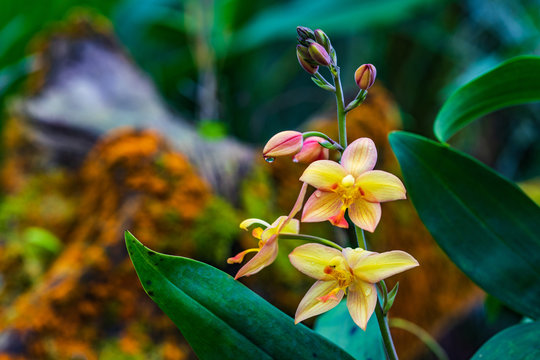 Spathoglottis plicata Blume, beautiful wildorchid in rainseason.
