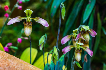 Paphiopedilum, (Lady'slipper), beautiful wild-orchid in rainseason.