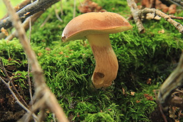 grzyb © studioeurekatk