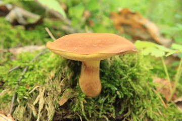 grzyb © studioeurekatk