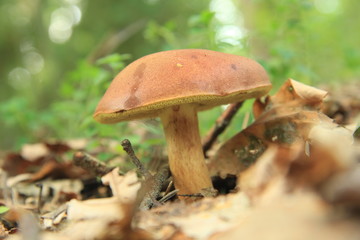 grzyb © studioeurekatk