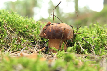 grzyb © studioeurekatk