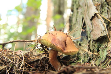 grzyb © studioeurekatk