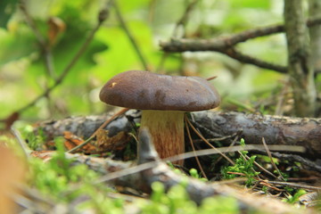 grzyb © studioeurekatk