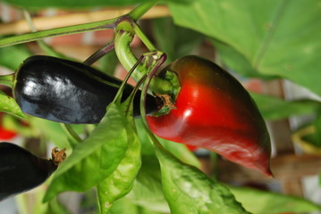 Unreife Paprika (Capsicum) auf dem Balkon