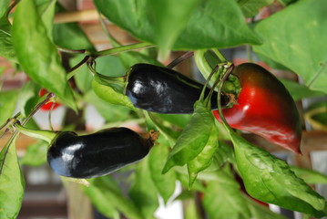Unreife Paprika (Capsicum) im Kübel