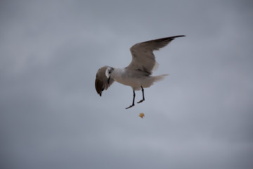 seagull