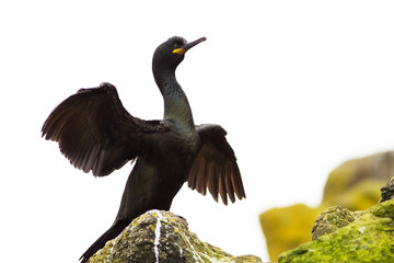 European shag (Phalacrocorax aristoltelis) displaying