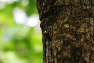 Snail on the tree