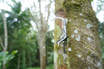 Rubber tree garden in south of Thailand