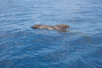 Short-finned pilot whale (Globicephala macrorhynchus) resting and recuperating on surface of water, coast of Lanzarote, Spain