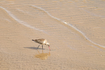 Whimbrel (Numenius phaeopus)  Foraging at low tide, Musselburgh coastline, Scotland United Kingdom