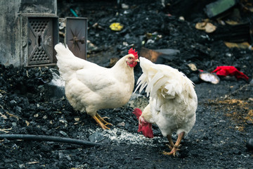 chicken after a fire in a rural house
