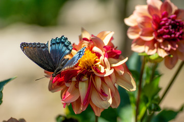 beautiful blue butterfly on a dahlia