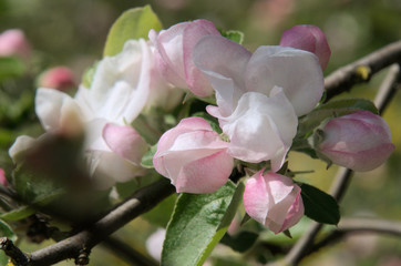 Fototapeta na wymiar Apple blossom in Swiss village of Berschis
