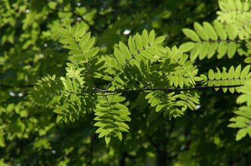 Sorbus sp.; Mountain Ash Foliage on Flumserberg, Swiss Alps